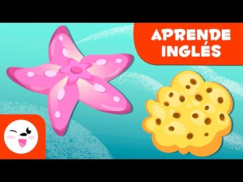 Los equinodermos y las esponjas EN INGLÉS para niños  - Animales invertebrados