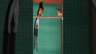 Download lagu Murai Jantan Merayu Betina mp3