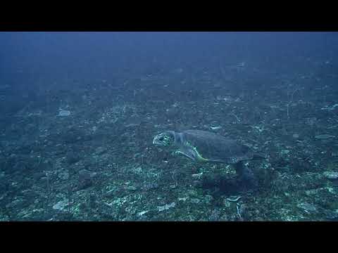 Technical DPV Dive at Rukan Reef Okinawa