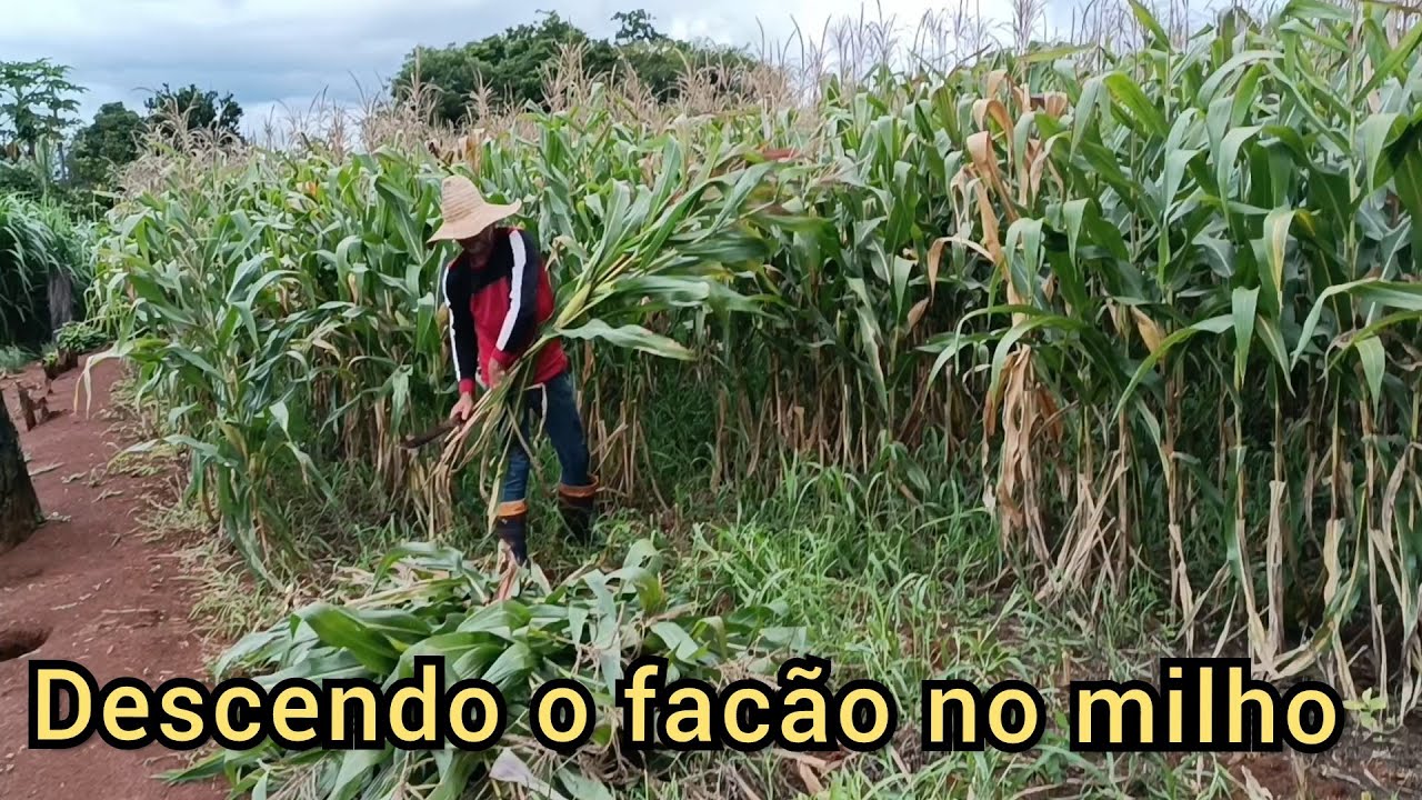 Cortando o milho pra entrar com a ensiladeira.