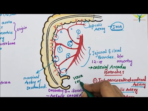 Superior Mesenteric Artery(SMA) | Course | Divisions | Termination