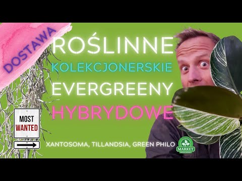 , title : 'DOSTAWA ROŚLINNYCH EVERGREENÓW💚 i kolekcjonerskich kwiatów hybrydowych.'