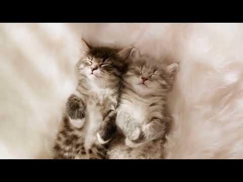 Prayer of Protection for your Cats