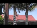 Flying Fox Over The Pool