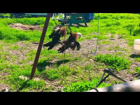 Sweater vs. Sweater aseel