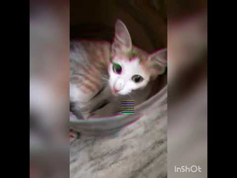 Cat fight in our home 😻