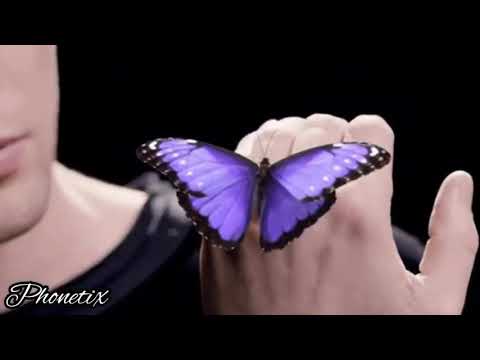 PHONETIX - PHONETIX - Na křídlech motýlů (2021)