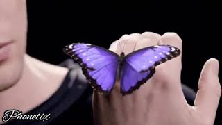 Video PHONETIX - Na křídlech motýlů (2021)