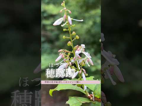 屋内のつつじ 植物