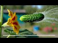 15 Weirdest Plants On Earth