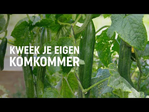 , title : 'Komkommer zaaien, kweken en oogsten | DIY video | Pokon: Groen doet je goed!'