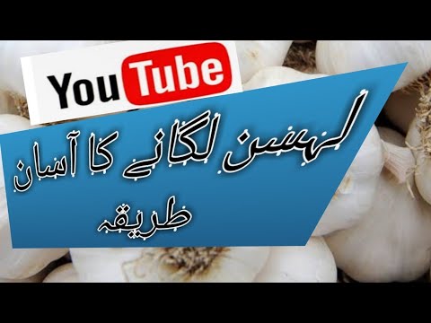 stay with Arshi's and learn how to grow garlic and winter vegetables ep 6...