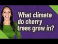 What Climate Do Cherry Trees Grow In