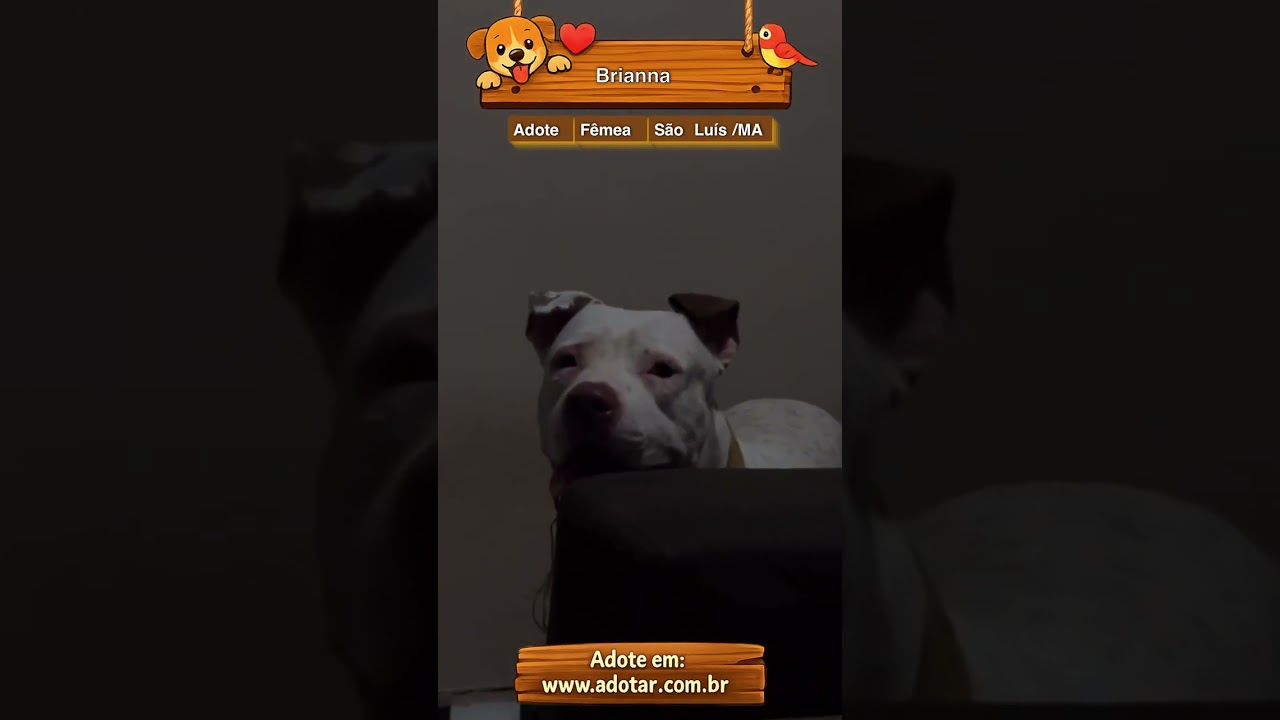 Cachorro raça Pit-Bull idade 3 anos nome Brianna 