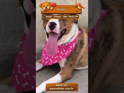 Vídeo de Bebela