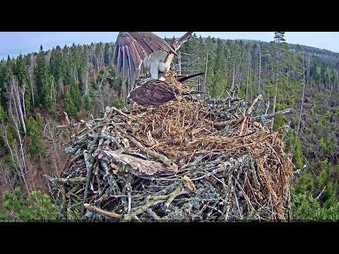 Kalakotkas2~Irma & Ivo Mating~2018/04/20 7h56m