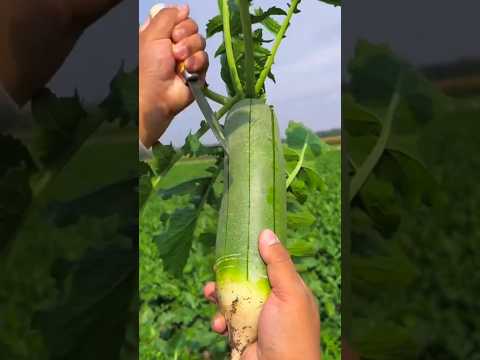 #shorts #agriculture #farming2024 #satisfying #shot #EliteShortsUnleashed #2807