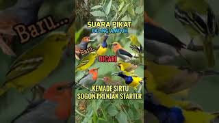 Download lagu Suara Pikat Sogon, Prenjak starter, Kemade, Sirtu#shorts #pikatburung#suarapikat#sogon #suaraburung mp3