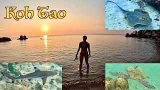 Island Paradise ~ Koh Tao Thailand ~ Amazing Snorkeling & Scuba With Baby Sharks & Turtles
