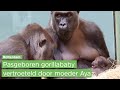 Jongen of meisje? Gorilla's in Blijdorp houden geslacht van pasgeboren baby geheim