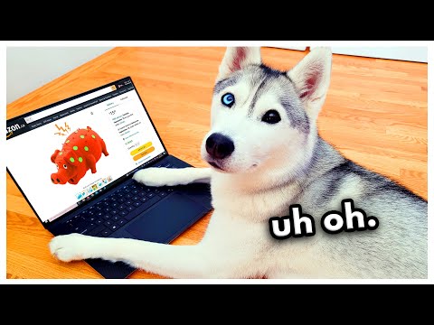 Husky Secretly Orders Toys Online WITHOUT Permission!