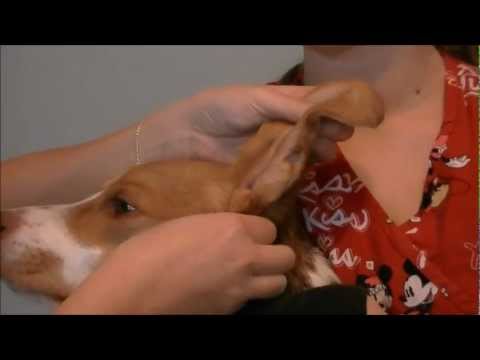 comment nettoyer oreille d'un chien