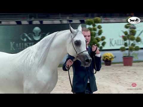 N 74 PARIS    European Championship 2021   VERONA   Stallions 7 9 Years Old Class 14