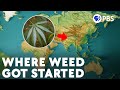 PBS Eons describes 'The Hazy Evolution of Cannabis' for 4/20