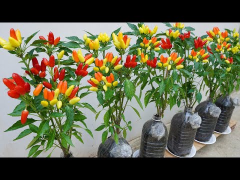 Try this tips on growing bell peppers in plastic bottles you won t have to buy peppers again