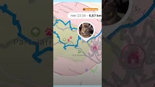 Cat's GPS Reveals His Deepest Secret | The Dodo