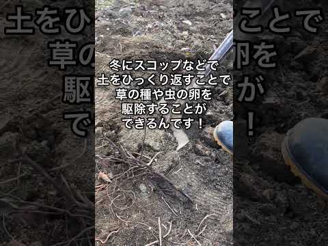 秋の菜園の除草にバジルエッセンシャルオイル 雑草を簡単に取り除く天然除草剤