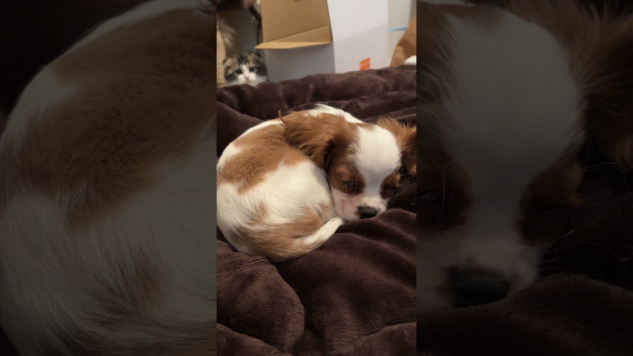 キャバリアのシトリンたんかわいい！　#キャバリアキングチャールズスパニエル  #子犬