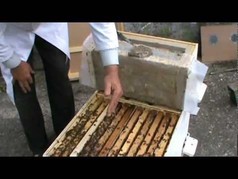 2. Apicultura practica - Simularea pregatirii pentru iernat la Bio Stup vatra 2/4