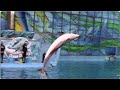 Pacific White Sided Dolphin Training Sessions Ocean Discovery At SeaWorld San Antonio March 8 2021
