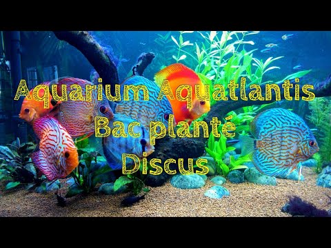 Aquarium Aquatlantis 450 litres bac planté - Discus - JiSeY