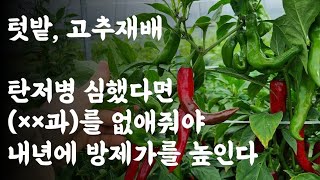 고추 탄저병이 심했다면 이것(?)을 없애줘야 내년에 방제가를 높일 수 있다