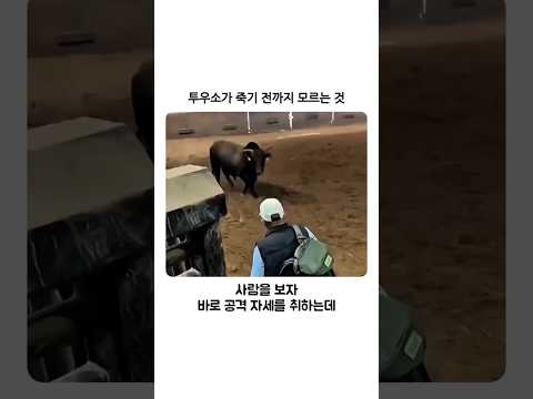 투우소가 죽기 전까지 모르는 것