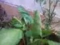 How To Plant Chilli Tree In Home