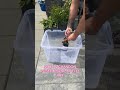 Moët Chandon Rosé Broken Bottle Art Shorts