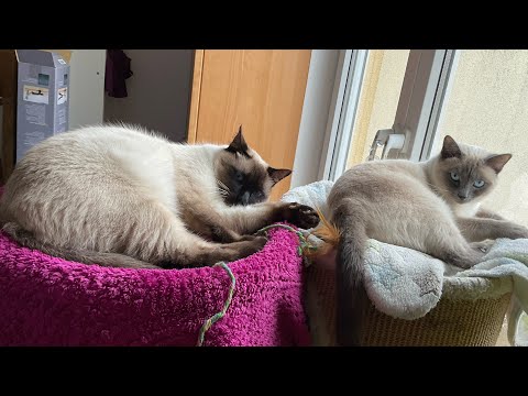 Like cats do - Come along with Susi & Filou 💚💜