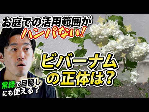 ガンダーマン 植物