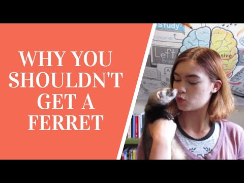 , title : 'Why You Shouldn't Get a Ferret'