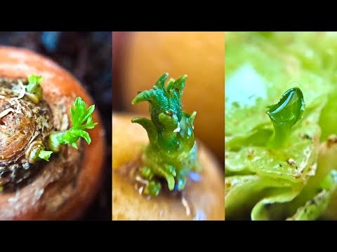 14 Store Bought Vegetables & Herbs You Can Regrow