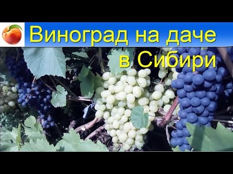 , title : 'Виноград Сибири Хорошие сорта проверенно  Grapes in the country in Siberia моя дача'