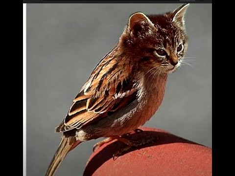 Ende des Jura Zeitalter (Julia Diss)