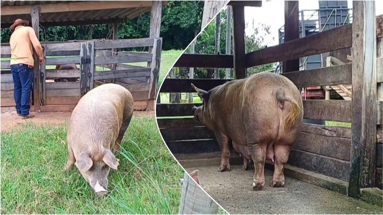VENDEMOS A PORCONA , EMBARCAMOS e levamos pro comprador