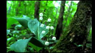 Антон Макарский.  БЕЛОВЕЖСКАЯ ПУЩА.