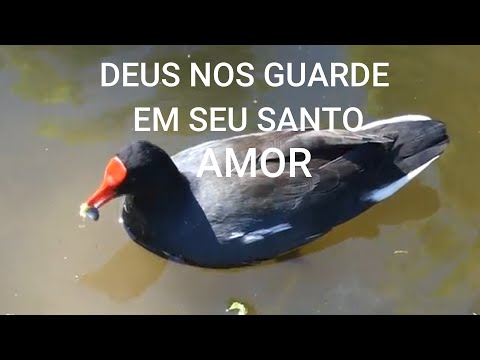DEUS NOS GUARDE EM SEU SANTO AMOR HINO 201