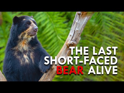 This Is the Most UNIQUE Bear You Never Knew About