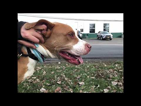 MotoMoto, an adopted Pit Bull Terrier Mix in Syracuse, NY_image-1